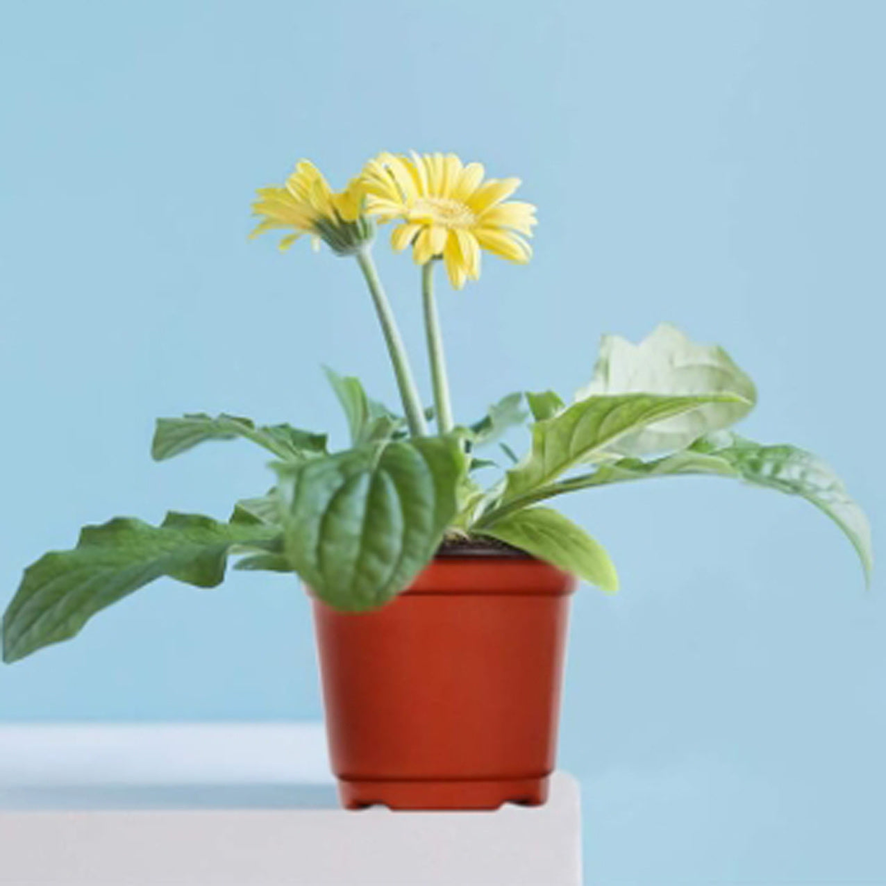 110 pieces 10cm plant pots nursery pots red plastic flower pot